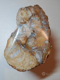 Legno fossile