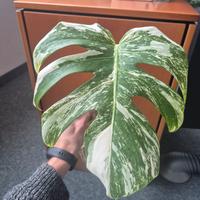 Monstera Deliciosa Variegata 