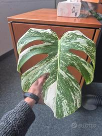 Monstera Deliciosa Variegata 