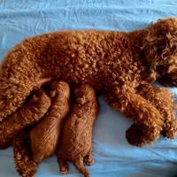 Cucciolo barboncino toy