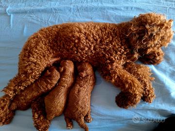 Cucciolo barboncino toy