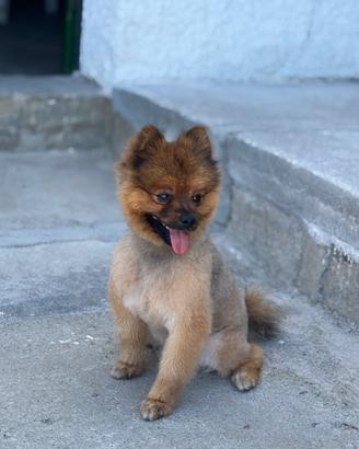 Cane per monta