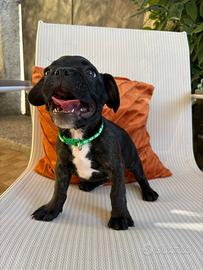 Bulldog francese