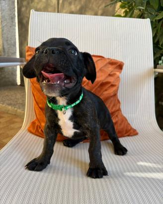 Bulldog francese