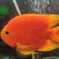 Parrot King Kong super Red Vieja Hybrid