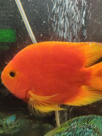 Parrot King Kong super Red Vieja Hybrid