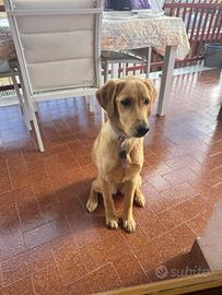 Cucciola di Labrador 8 mesi