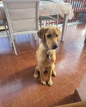 Cucciola di Labrador 8 mesi