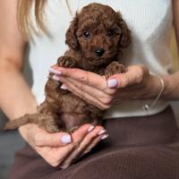 Barboncino Toy cucciolo