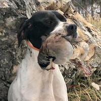 Pointer inglese
