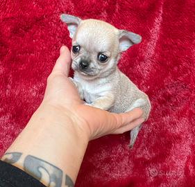 Chihuahua Maschio, dimensione Mini 70giorni