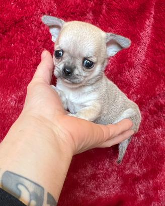 Chihuahua Maschio, dimensione Mini 70giorni