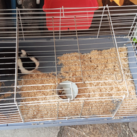 Coniglio nano e gabbia