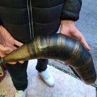 scarico voca completo 