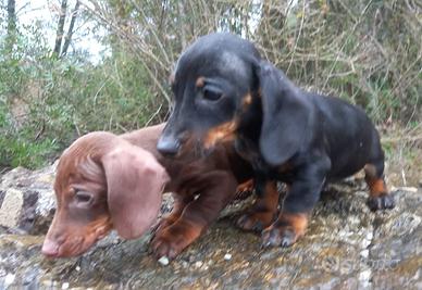 Cuccioli di bassotto kaninchen