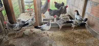 Gallinelle e galletti razza sussex Columbia
