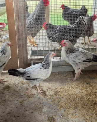 Gallinelle e galletti razza sussex Columbia