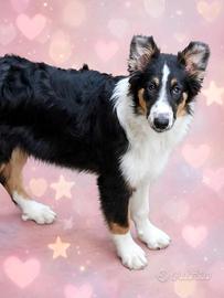 Collie cucciolo
