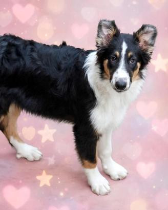 Collie cucciolo