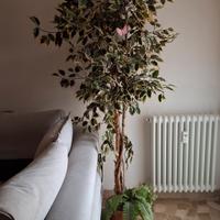 Ficus Benjamin Artificiale 