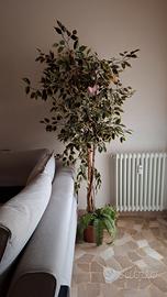 Ficus Benjamin Artificiale 