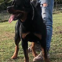 Rottweiler per monta