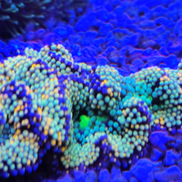 Talee coralli acquario marino