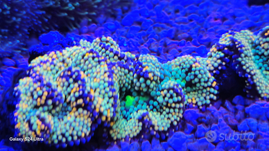 Talee coralli acquario marino