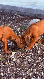 Cuccioli di razza Rhodesian Ridgeback