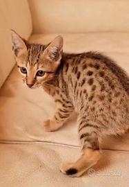 Savannah unico maschio