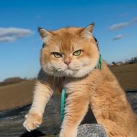 British Shorthair NY12 per Monte/Accoppiamenti