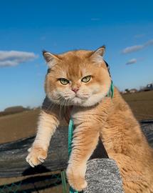 British Shorthair NY12 per Monte/Accoppiamenti