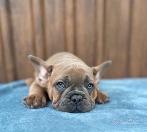 Bulldog francese blu and tan