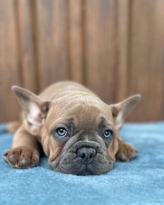 Bulldog francese blu and tan