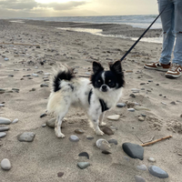 Chihuahua per accoppiamento