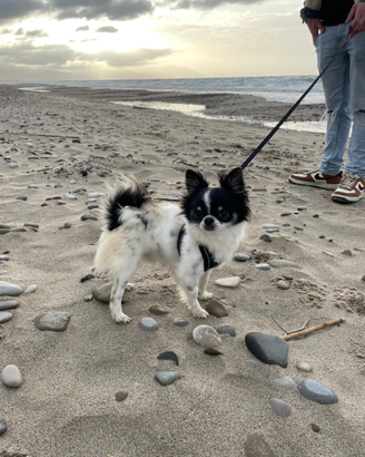 Chihuahua per accoppiamento