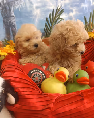 Cuccioli Colore Intenso Maltipoo Taglia  Piccola 