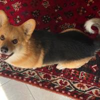 Corgi maschio disponibile per la monta