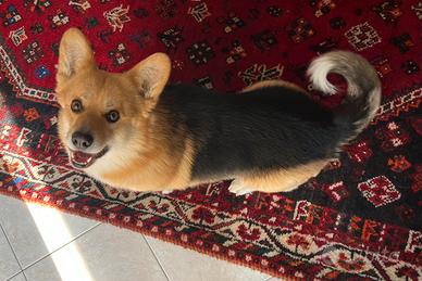 Corgi maschio disponibile per la monta