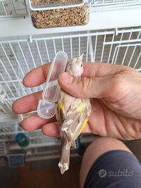 Cardellina isabella