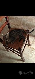 Gattino Hugo