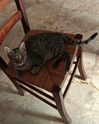 Gattino Hugo