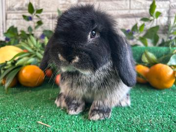 Minilop black otter coniglio nano