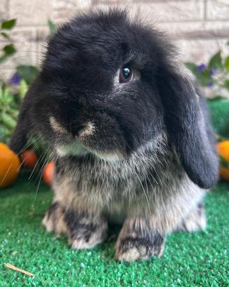 Minilop black otter coniglio nano