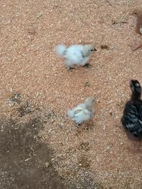 Pulcini di gallina Moroseta