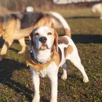 Beagle x monta c/pedigree