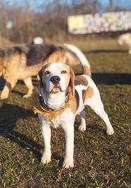 Beagle x monta c/pedigree