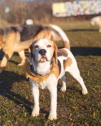 Beagle x monta c/pedigree