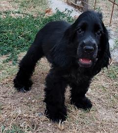 cocker pedigree ENCI 