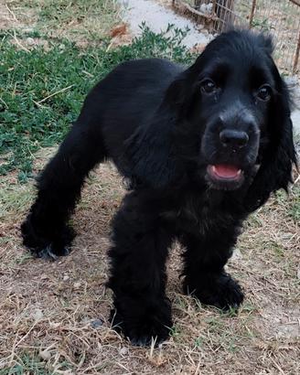 cocker pedigree ENCI 